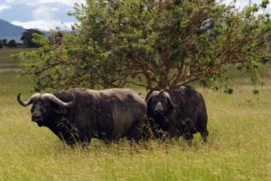 Buffalos in Mikumi