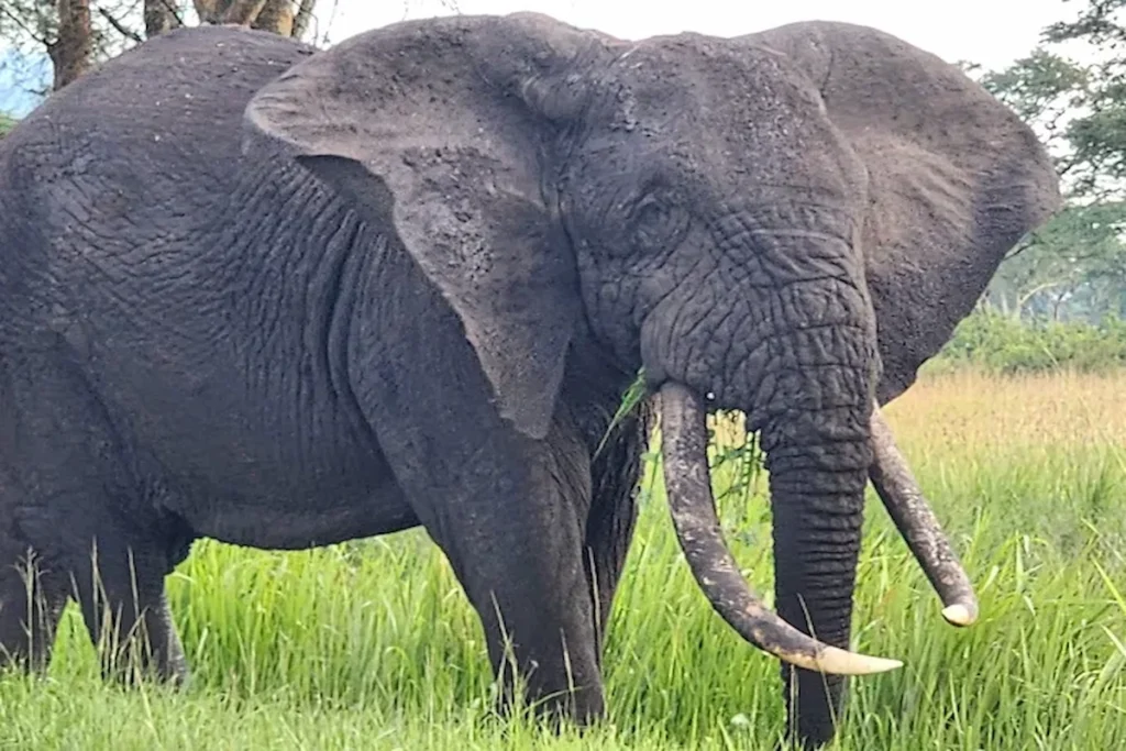 10-Day Uganda Trekking Adventure & wildlife Safari