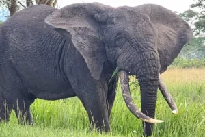 10-Day Uganda Trekking Adventure & wildlife Safari