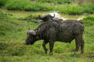 7-Day Uganda Primates & Wildlife Safari