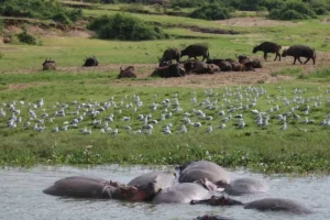 7-Day Uganda Primates & Wildlife Safari