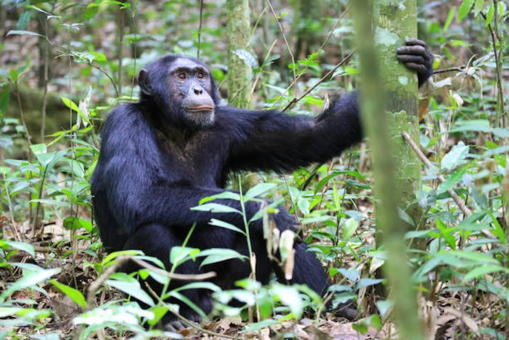 Male chimpanzee resting in the Kibale Forest National Park in Western Uganda.