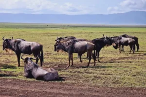 Wildebeests in Ngorongoro