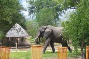 Classic Tanzania Safari in Nyerere National Park