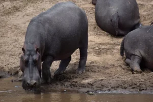 8-Day Luxury Kenya Safari