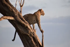 12-Day Best of Kenya & Tanzania Safari