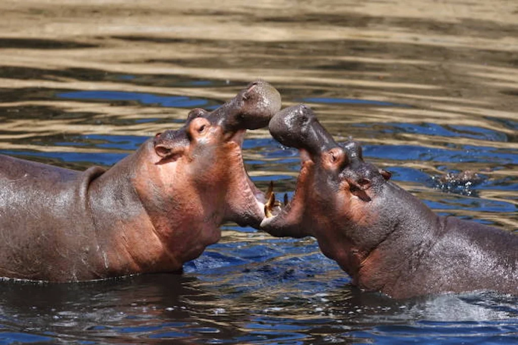 4-Day Serengeti Fly-In Safari Tanzania Wildlife Adventure