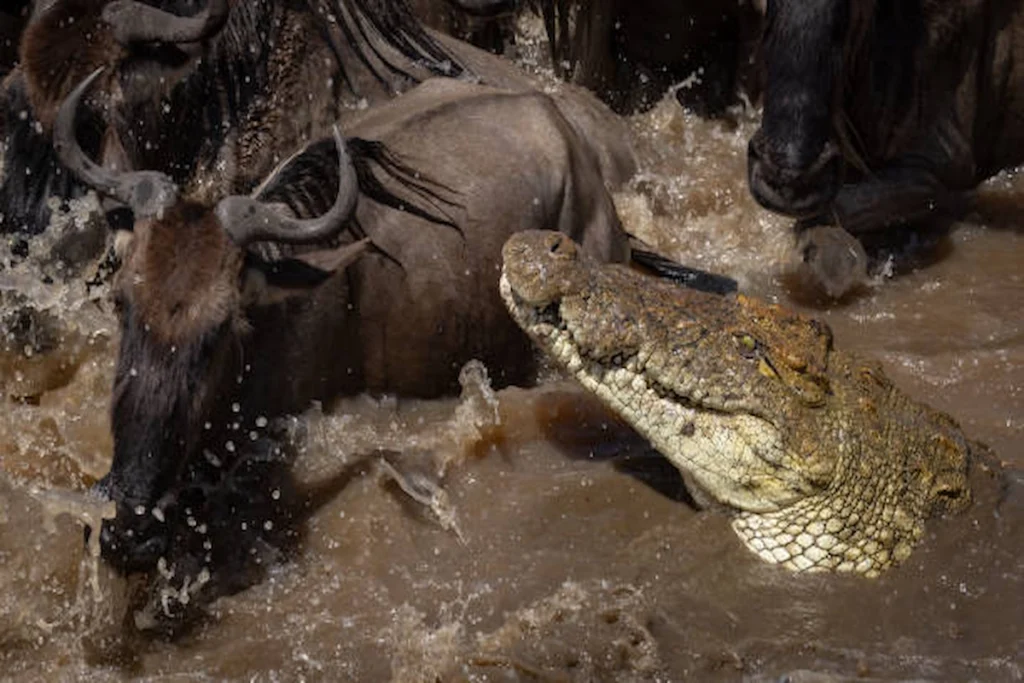 7-Day Great Migration Safari – Serengeti River Crossing