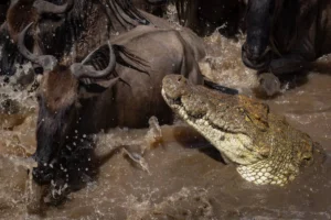 7-Day Great Migration Safari – Serengeti River Crossing