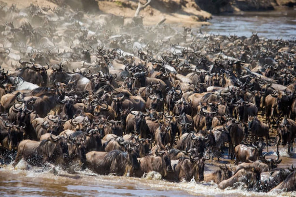 Serengeti & Masai Mara Migration Safari