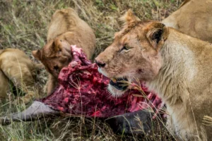 Big five safari in Tanzania