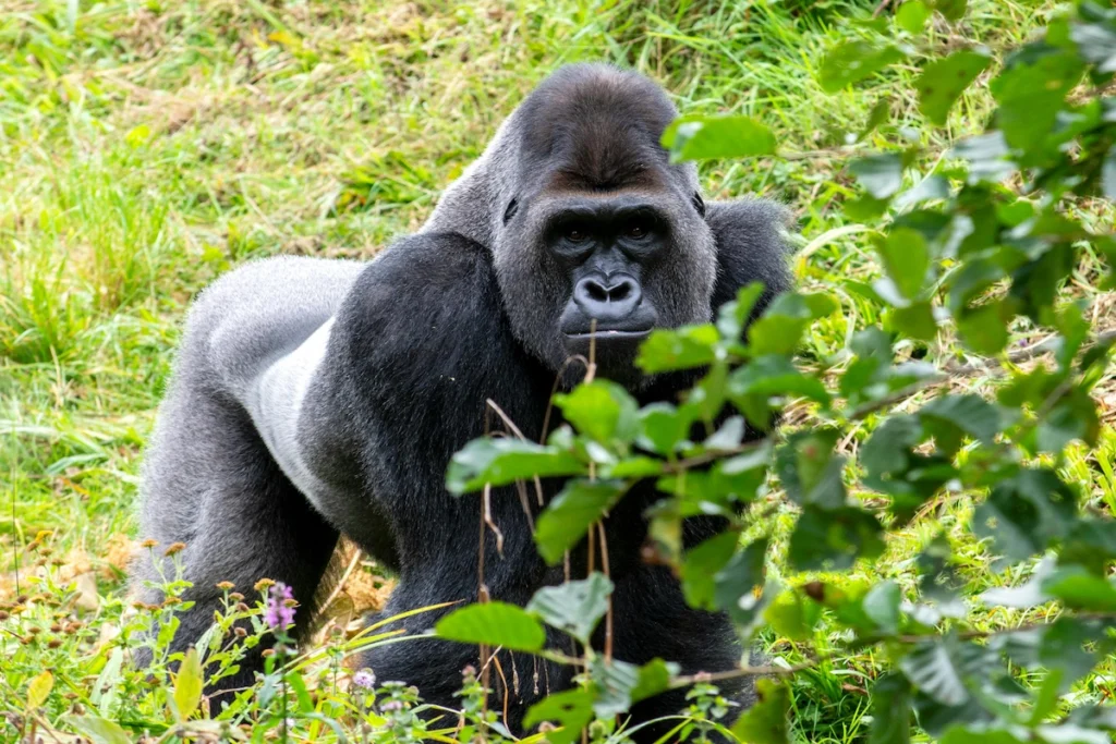 Uganda Primates & Wildlife Safari