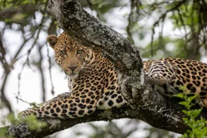 Leopard in Ruaha National Park