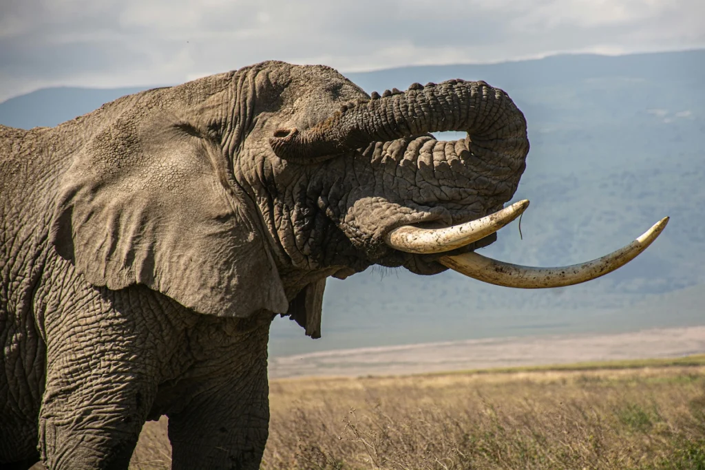 Tanzania Wildlife Safari
