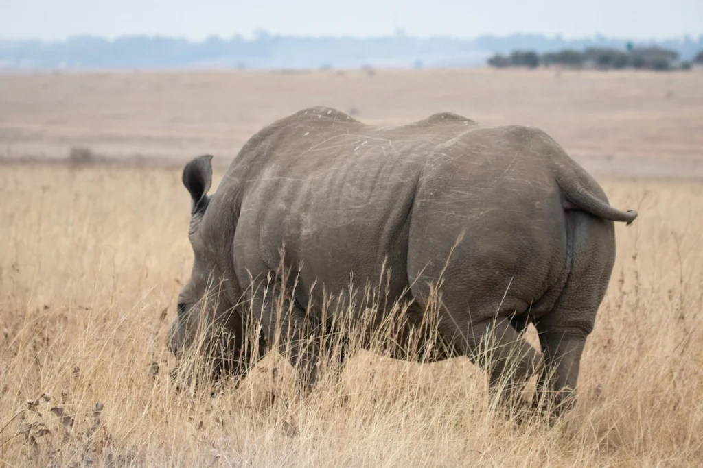 Rhino in Ngorongoro Crater