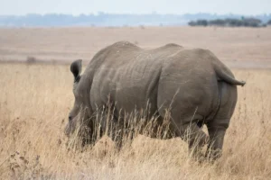 Rhino in Ngorongoro Crater