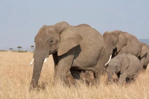 Heard of African Elephant