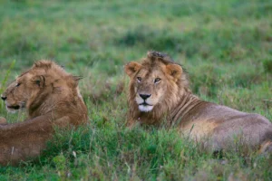 Tanzania Wildlife Safari