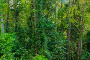 Amani Nature Reserve - 2 Days Scenic Hikes in Tanzania