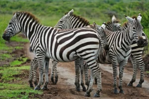 Zebras inside Masai Mara National Reserve